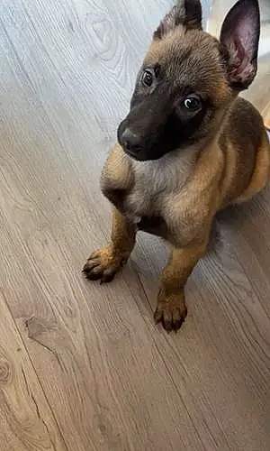 Name Dog Apollo