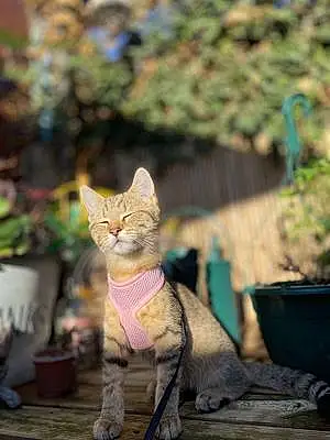 Name British Shorthair Cat Kiara