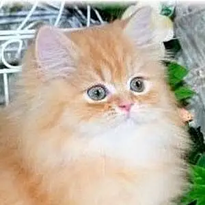 Persian Cat Elmo