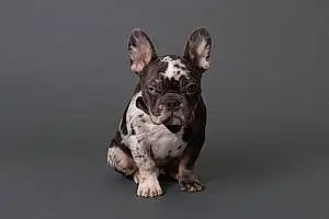 Name French Bulldog Dog Baby