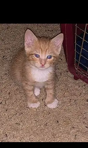 Name American Shorthair Cat Pumpkin