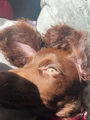 Name English Cocker Spaniel Dog Cleo