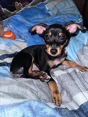 Name Chihuahua Dog Minnie