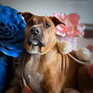Name Pitt Bull Terrier Dog Roxy