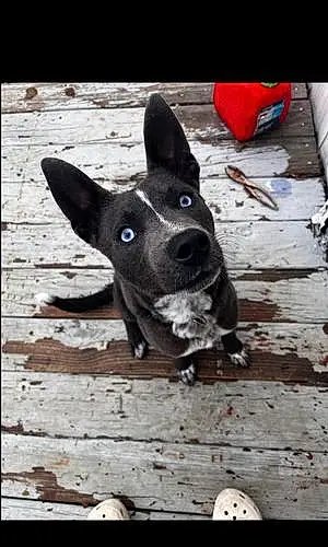 Name Husky Dog Bluey