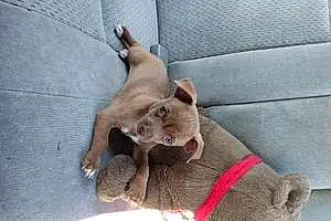 Name Chihuahua Dog Chewy