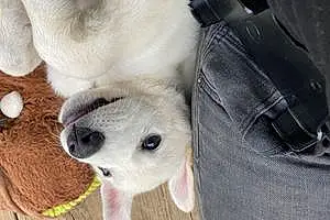 Name Labrador Retriever Dog Lucky