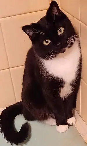Name American Shorthair Cat Domino