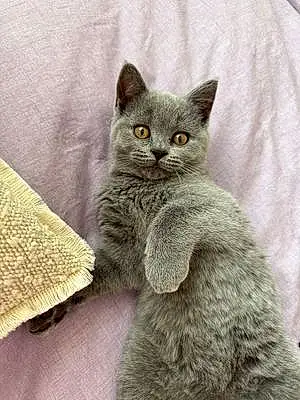 Scottish Fold Cat George