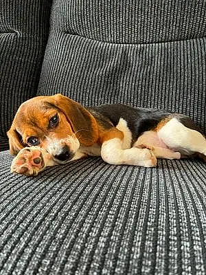 Name Beagle Dog Cookie