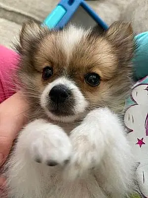 Name Pomeranian Dog Apollo