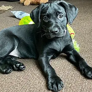 Name Labrador Retriever Dog Millie