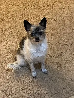 Name Chihuahua Dog Fiona