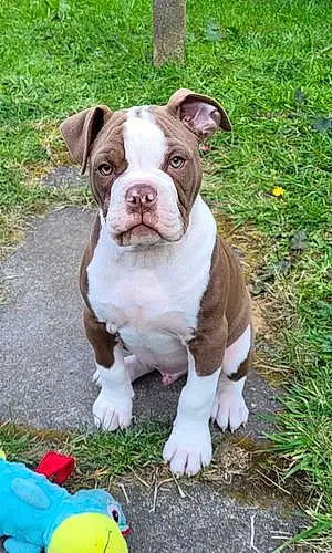 Boxer Dog Bentley
