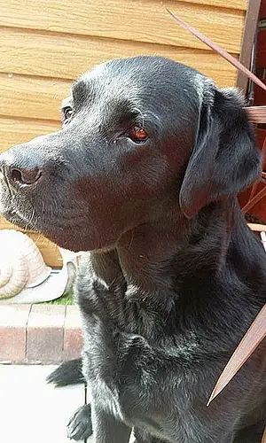 Name Labrador Retriever Dog Buster