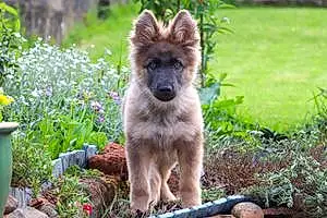 Name German Shepherd Dog Finn