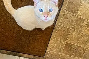 Name Siamese Cat Bluey
