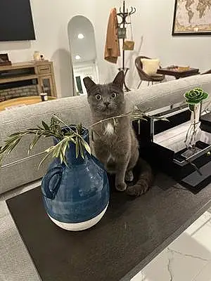 Name Russian Blue Cat Blueberry