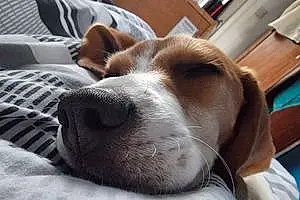 Name Beagle Dog Murphy