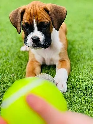 Boxer Dog Frank