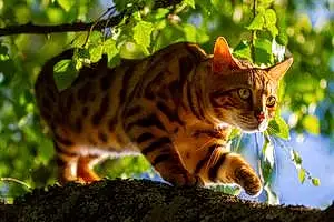 Name Bengal Cat Freddy