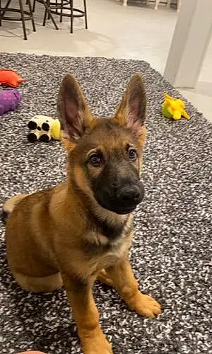 Name German Shepherd Dog Apollo