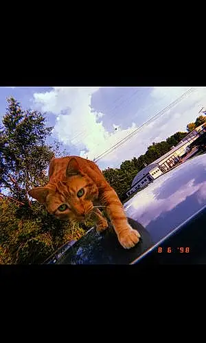 Name Cat Tiger
