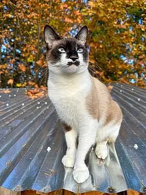 Name Siamese Cat Blue