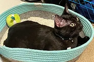 Name Cat Eclipse