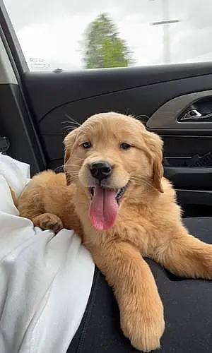 Name Golden Retriever Dog Marley