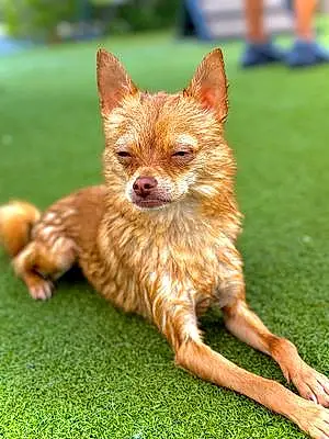 Name Chihuahua Dog Elliot