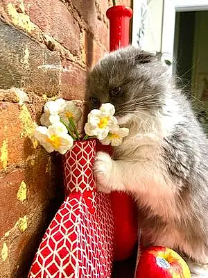 Scottish Fold Cat Daisy