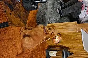 Name Goldendoodle Dog Lady