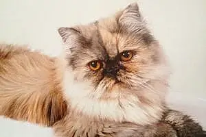 Persian Cat Roxanne