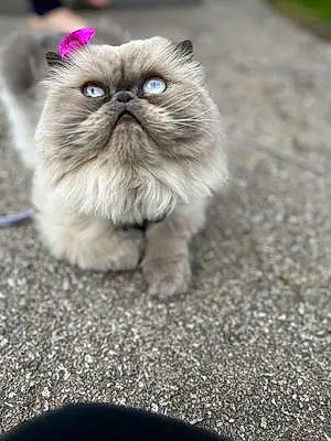 Persian Cat Phoebe