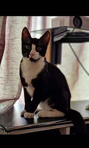 Persian Cat Eileen