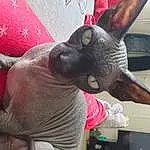 Dog, Gesture, Working Animal, Fawn, Snout, Dog breed, Nail, Mexican Hairless Dog, Throat, Carmine, Fashion Accessory, Wrinkle, Magenta, Canidae, Thumb, Flesh, Sculpture