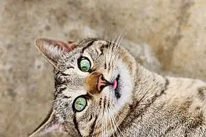 Name European Shorthair Cat Chunky