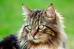 Name Siberian Cat Toby