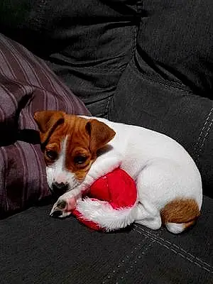 Jack Russell Dog Toby