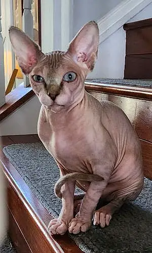 Sphynx Cat Sephora