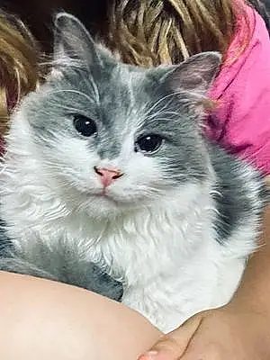 Name Oriental Longhair Cat Dasher