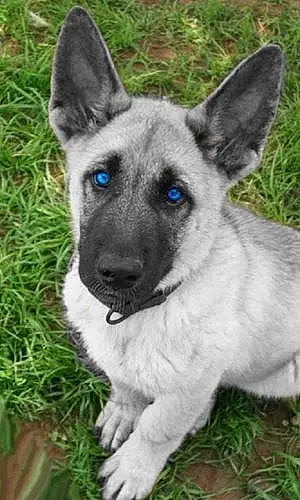 Name German Shepherd Dog Stella