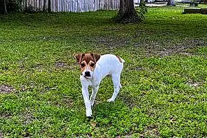 Jack Russell Dog Deacon