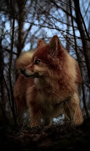 Name Pomeranian Dog Jazz