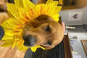 Golden Retriever Dog Smithy