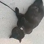 Felidae, Grey, Dog, Carnivore, Small To Medium-sized Cats, Dog breed, Road Surface, Whiskers, Asphalt, Black cats, Tail, Shadow, Paw, Furry friends, Tar, Terrestrial Animal, Claw, Concrete, Non-sporting Group