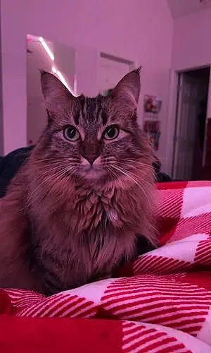 Name Maine Coon Cat Cleo