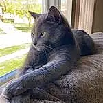 Cat, Felidae, Carnivore, Plant, Small To Medium-sized Cats, Window, Whiskers, Grey, Comfort, Tree, Russian blue, Snout, Tail, Domestic Short-haired Cat, Furry friends, Sitting, Black cats, Terrestrial Animal, Chartreux, Paw