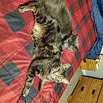 Cat, Felidae, Carnivore, Textile, Small To Medium-sized Cats, Whiskers, Tail, Snout, Tie, Wood, Furry friends, Domestic Short-haired Cat, Pattern, Tartan, Plaid, Claw, Comfort, Terrestrial Animal, Linens